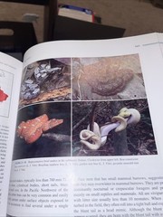 Herpetology: An Introductory Biology of Amphibians and Reptiles by Laurie J Vitt
