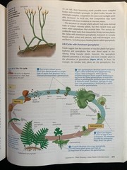 Campbell Biology by Peter V. Minorsky and Neil A. Campbell (2010, Hardcover)