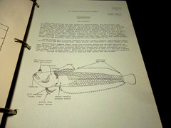 Western Central Atlantic Fishing Area 31; VOLUME 2 -Bony Fishes