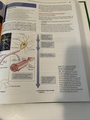 Principles of Biology by Eric P. Widmaier, Linda Graham, Peter Stiling and…